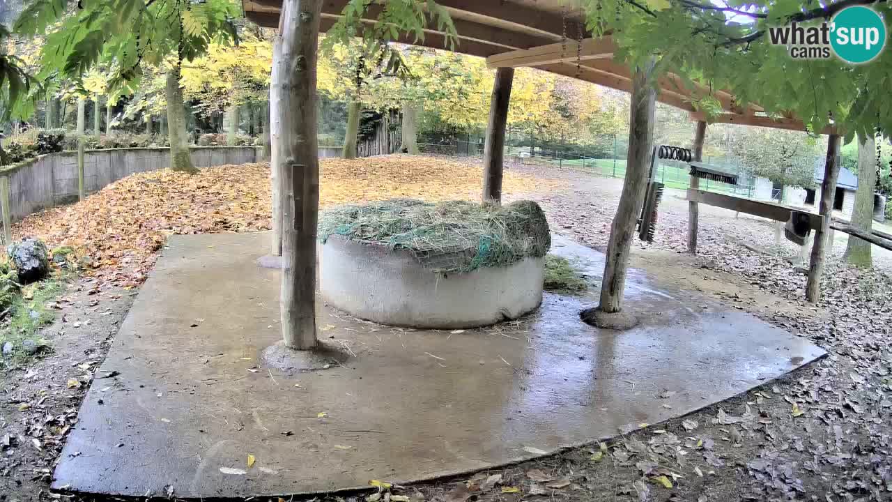 Live webcam Zebras in Ljubljana ZOO – Slovenia