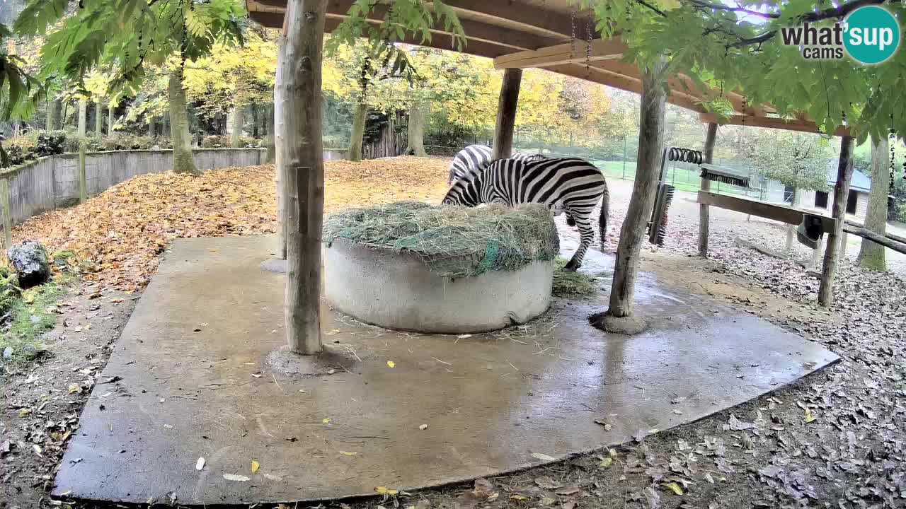 Live webcam Zebras in Ljubljana ZOO – Slovenia