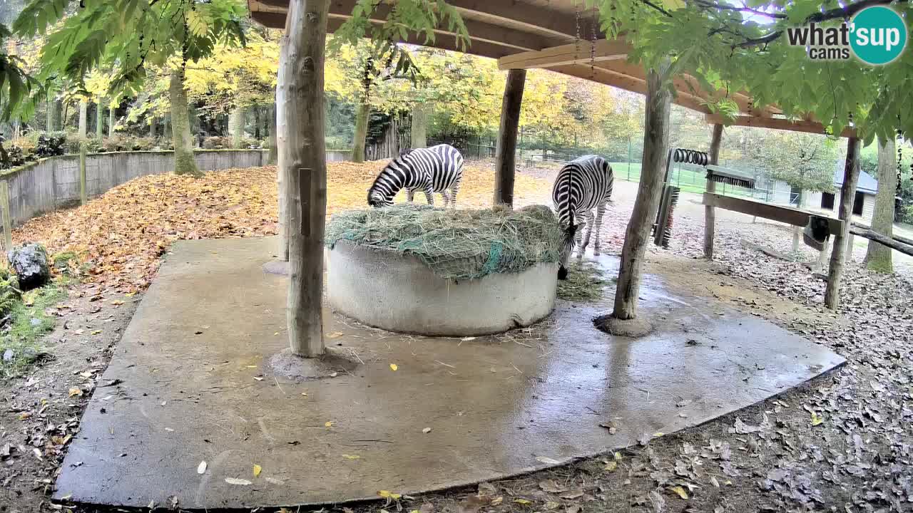 Camera en vivo Cebras in Ljubljana ZOO – Eslovenia