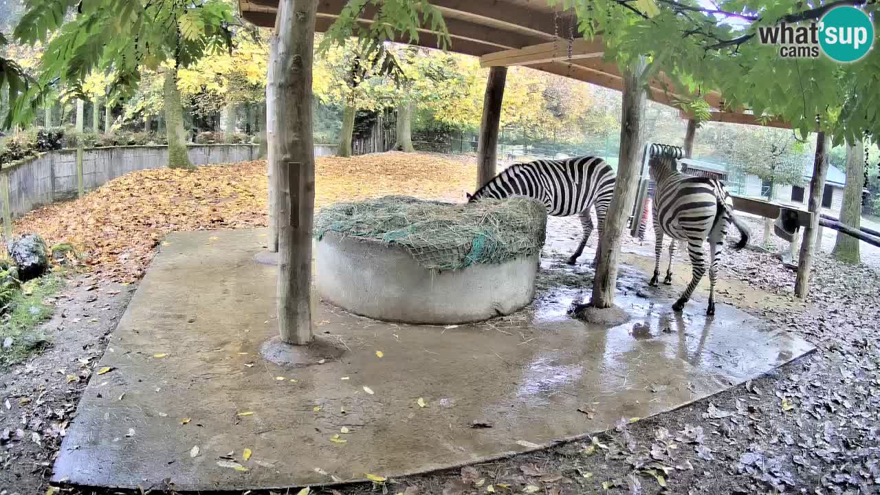 Camera en vivo Cebras in Ljubljana ZOO – Eslovenia