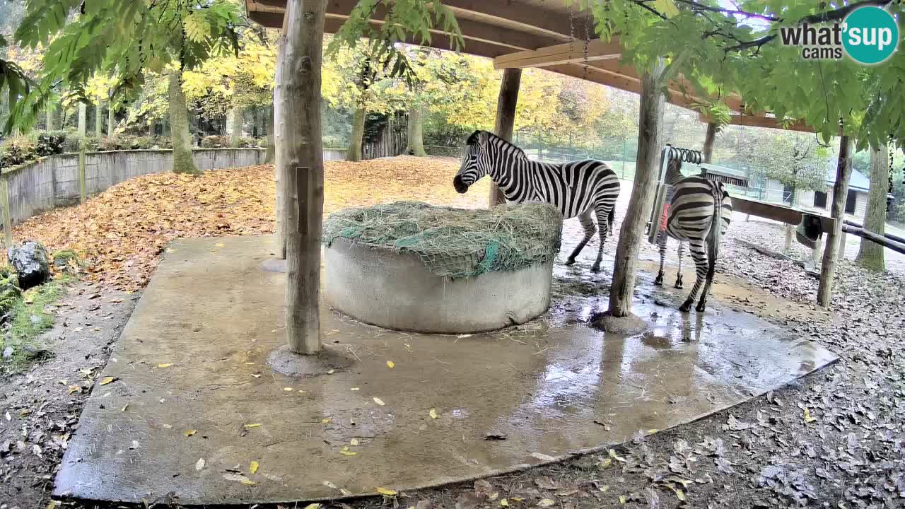 Camera en vivo Cebras in Ljubljana ZOO – Eslovenia