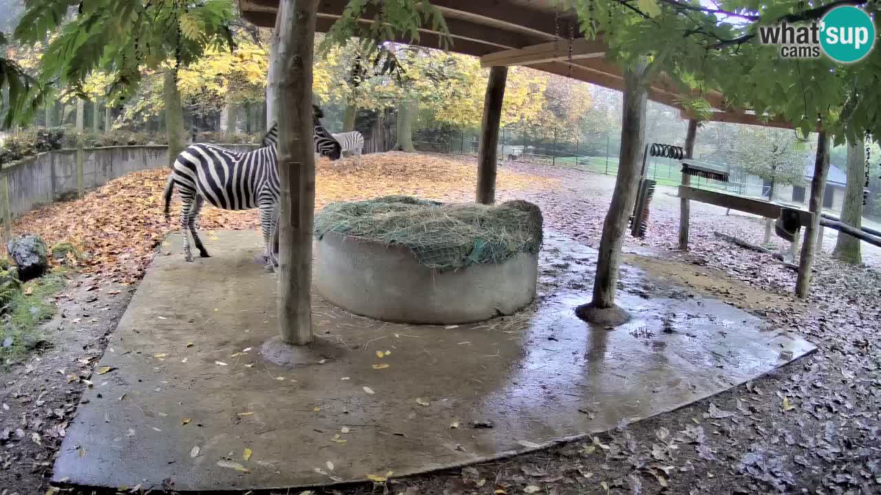 Live Webcam Zebras in Ljubljana ZOO – Slowenien