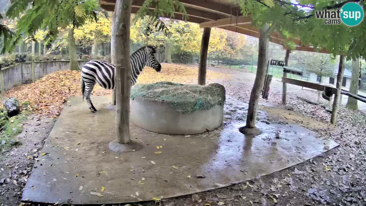 Le Zebre nello ZOO di Ljubljana – Slovenia Live webcam