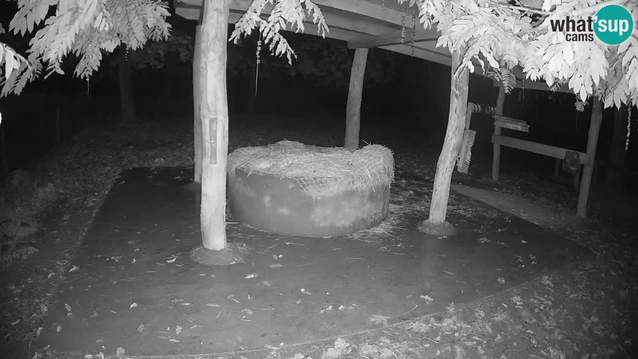 Le Zebre nello ZOO di Ljubljana – Slovenia Live webcam