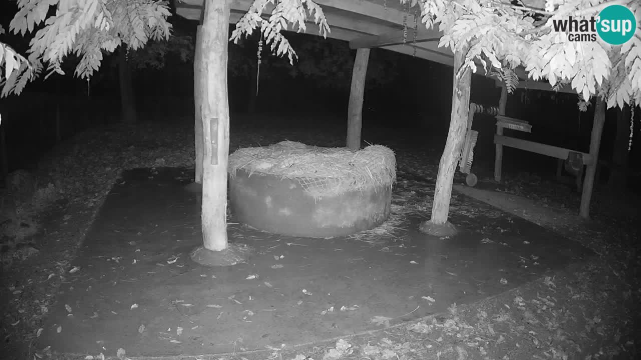 Camera en vivo Cebras in Ljubljana ZOO – Eslovenia