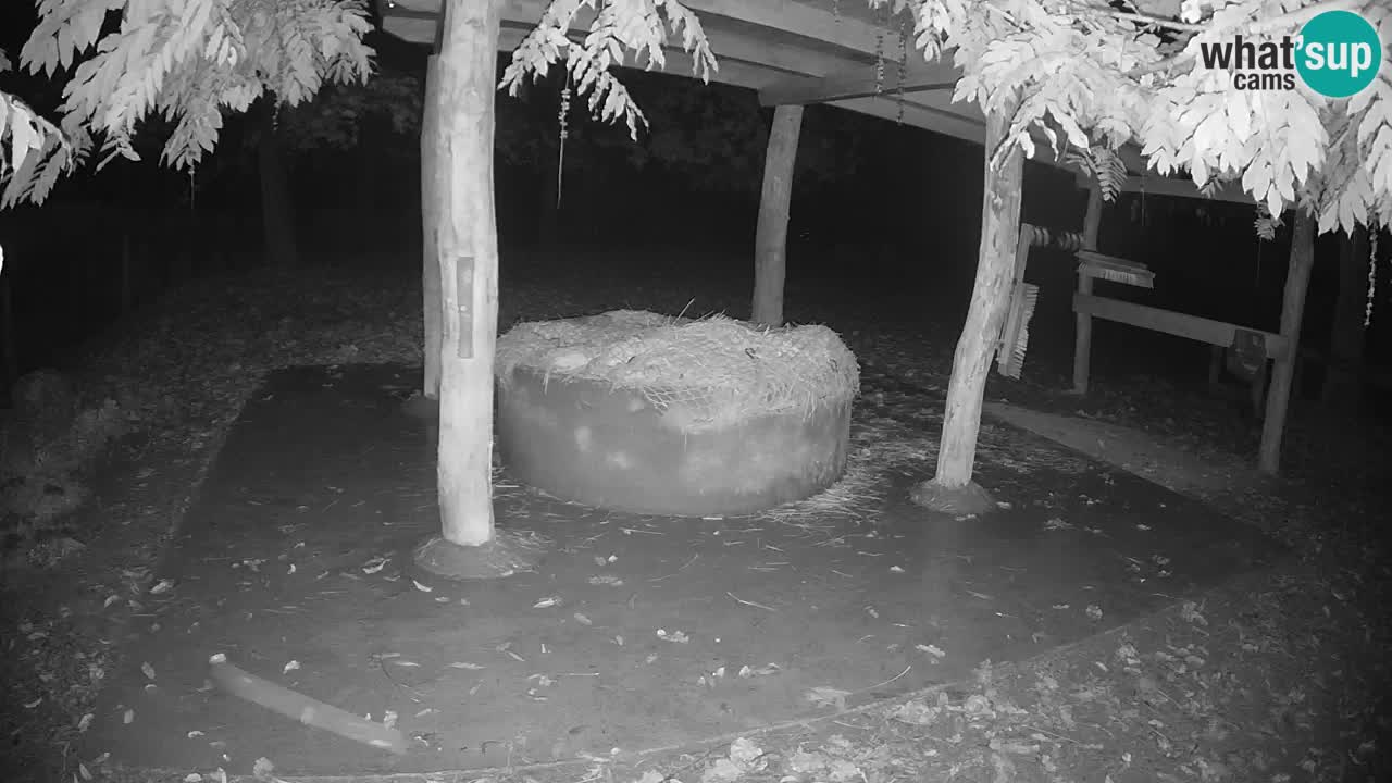 Camera en vivo Cebras in Ljubljana ZOO – Eslovenia
