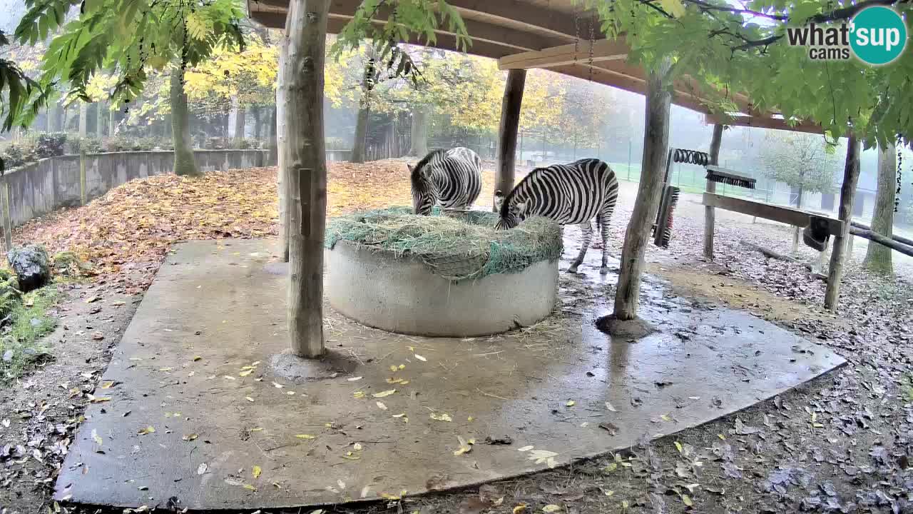 Live webcam Les zèbres in Ljubljana ZOO – Slovénie