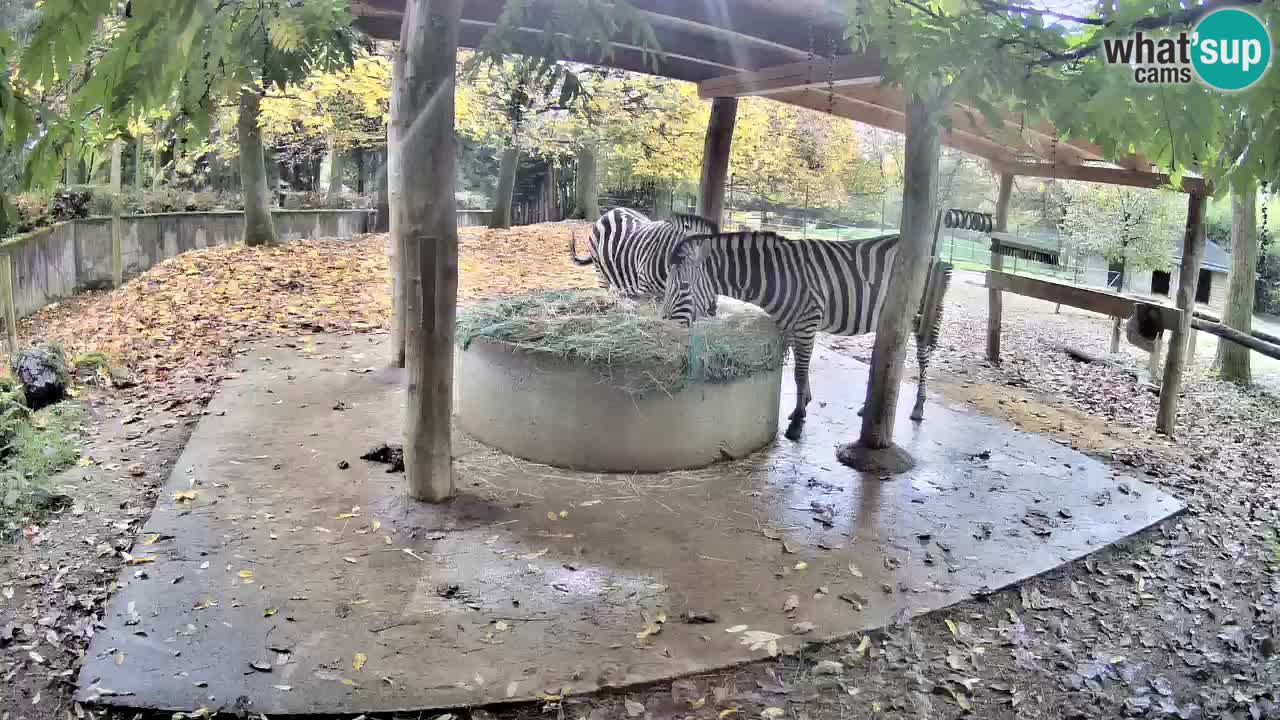 Web kamera uživo Zebras u ZOO Ljubljana – Slovenija