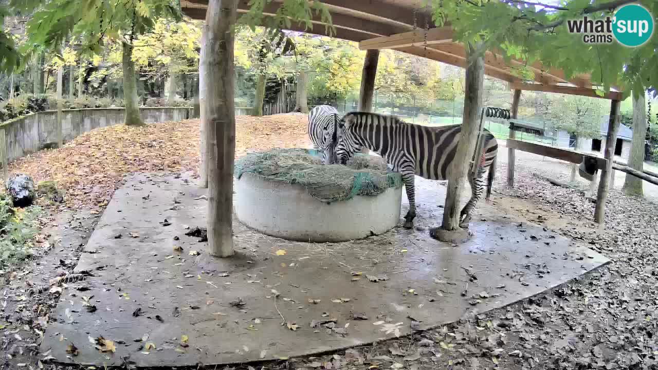 Live webcam Les zèbres in Ljubljana ZOO – Slovénie