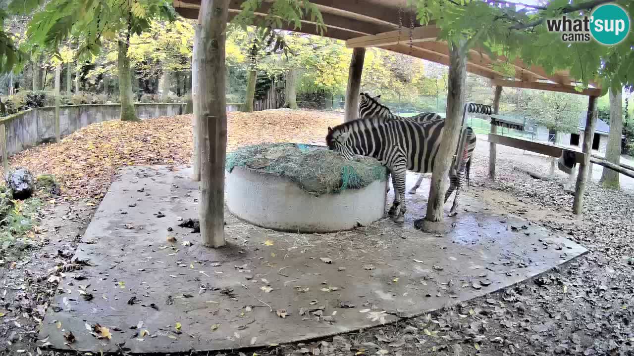 Live webcam Les zèbres in Ljubljana ZOO – Slovénie