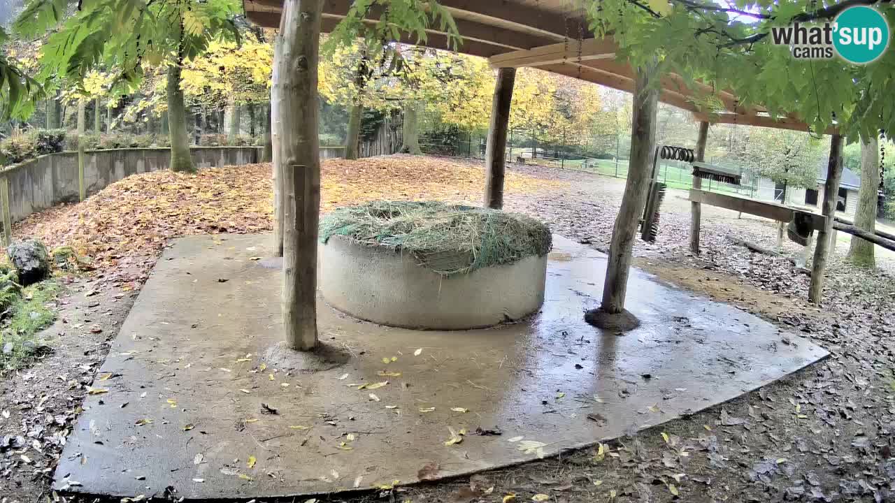 Zebre v živo v živalskem vrtu Ljubljana ZOO spletne kamere