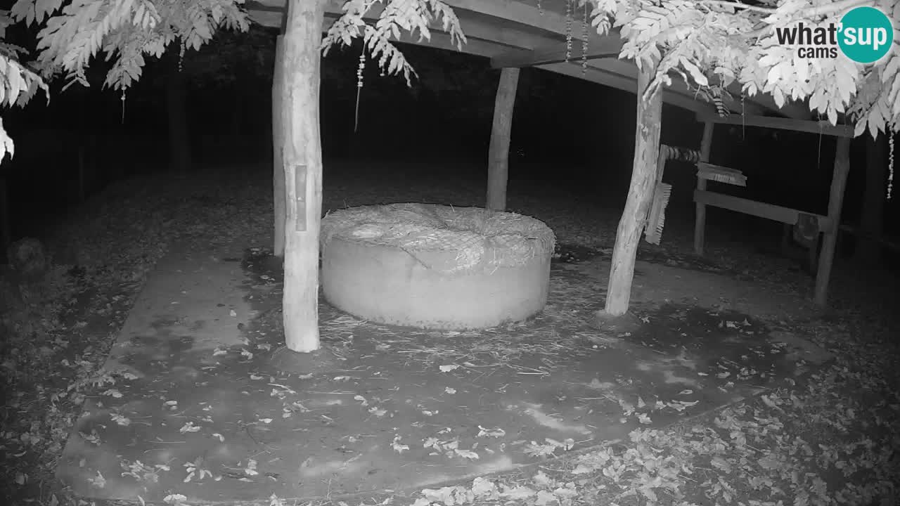 Live webcam Les zèbres in Ljubljana ZOO – Slovénie