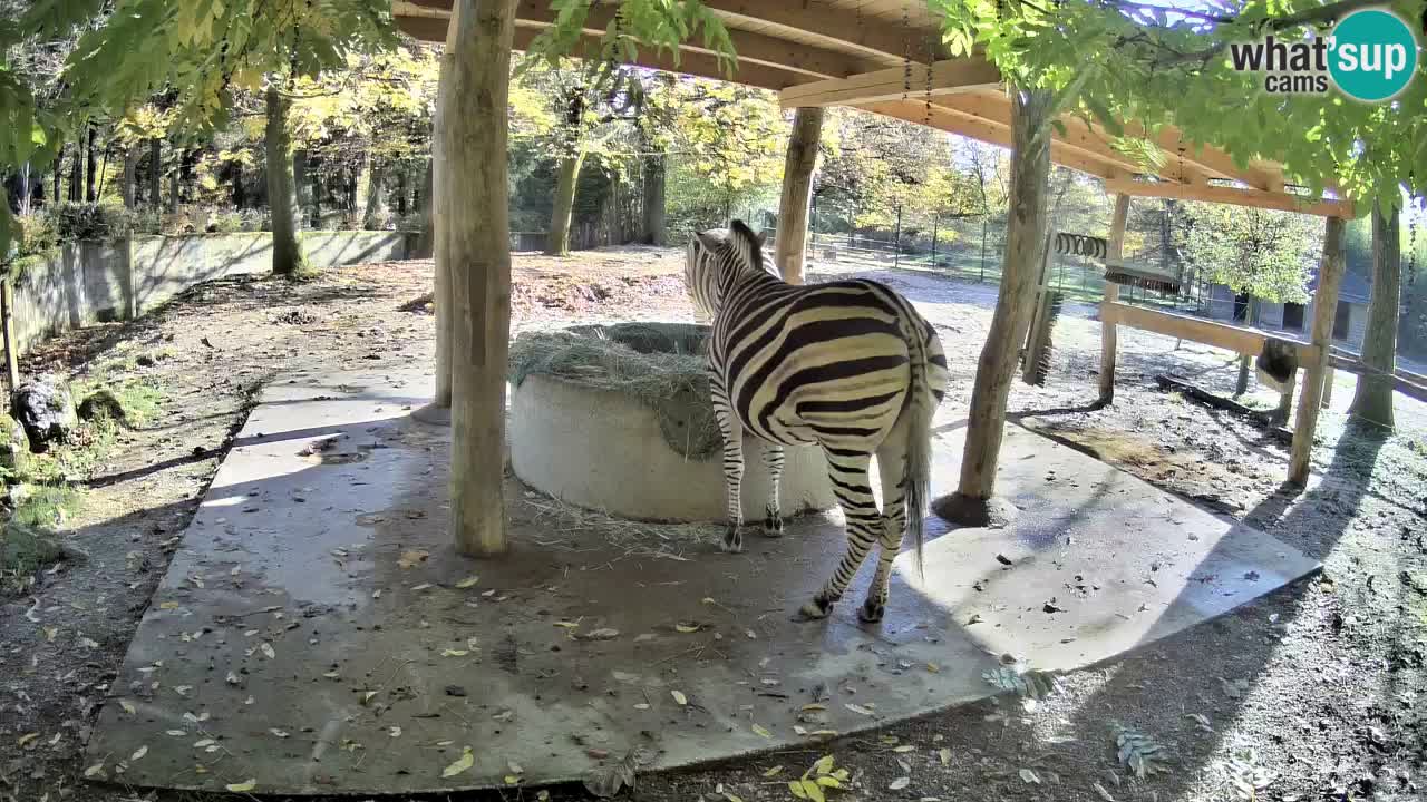 Live webcam Les zèbres in Ljubljana ZOO – Slovénie