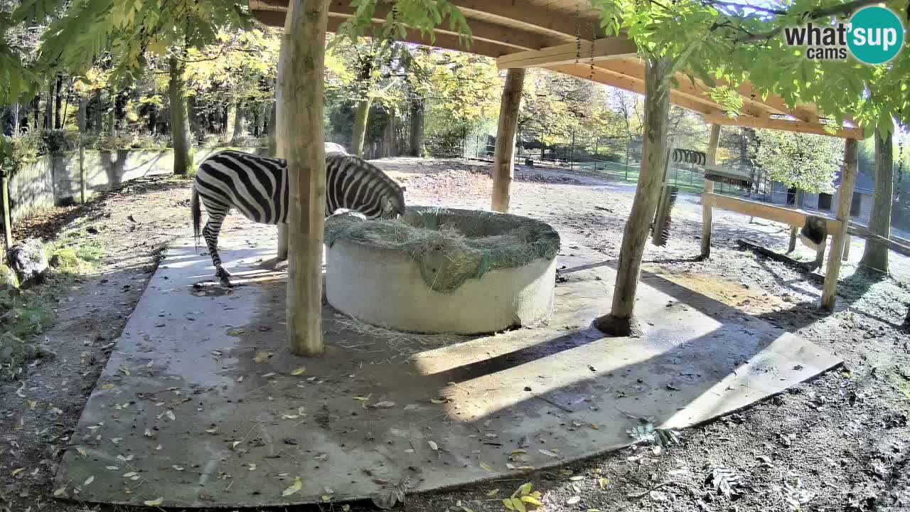 Live webcam Les zèbres in Ljubljana ZOO – Slovénie