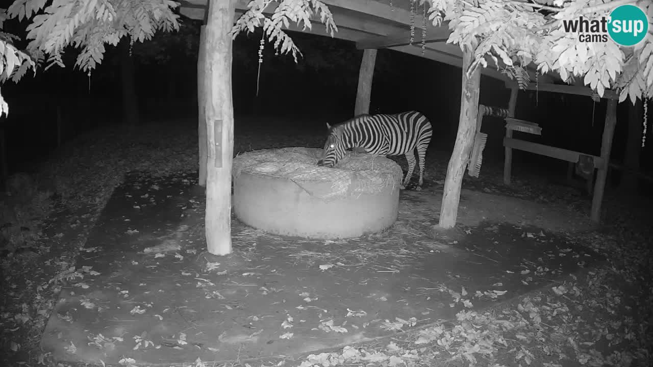 Live webcam Zebras in Ljubljana ZOO – Slovenia