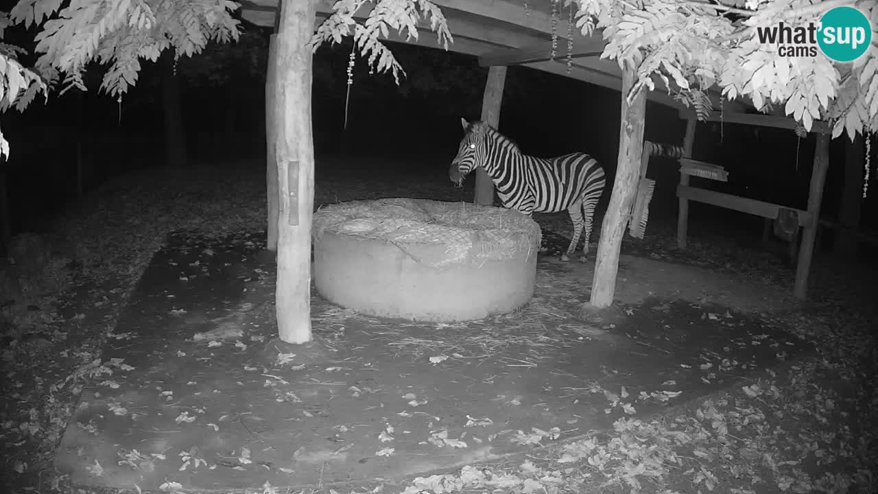 Zebre v živo v živalskem vrtu Ljubljana ZOO spletne kamere