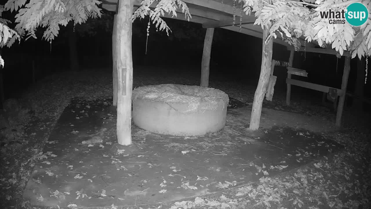 Live webcam Zebras in Ljubljana ZOO – Slovenia