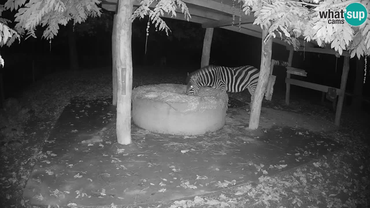 Zebre v živo v živalskem vrtu Ljubljana ZOO spletne kamere