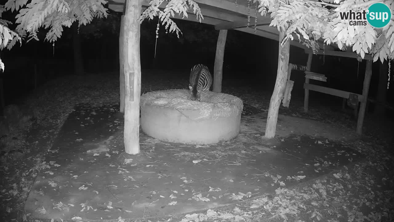 Zebre v živo v živalskem vrtu Ljubljana ZOO spletne kamere