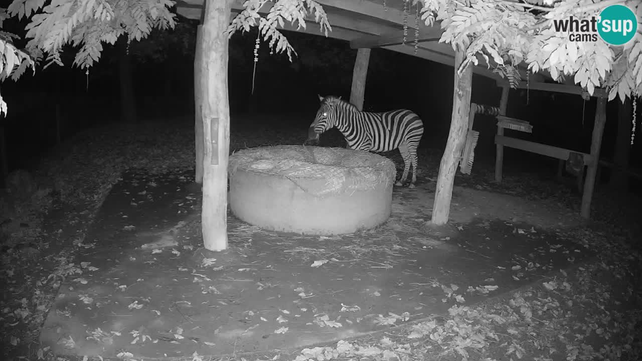 Live webcam Zebras in Ljubljana ZOO – Slovenia