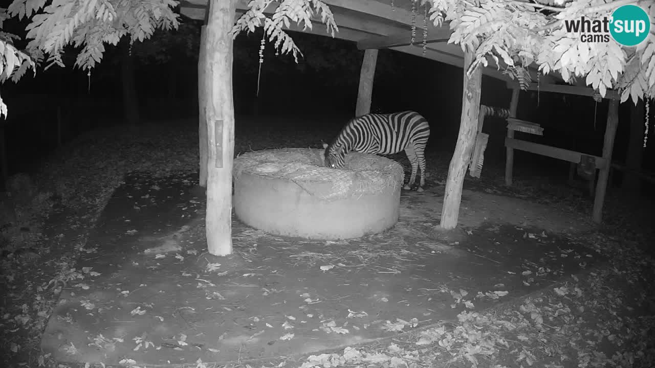 Live webcam Zebras in Ljubljana ZOO – Slovenia