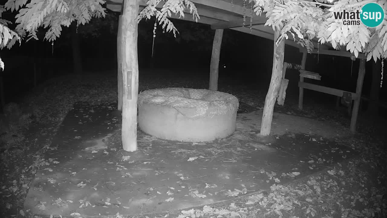 Camera en vivo Cebras in Ljubljana ZOO – Eslovenia