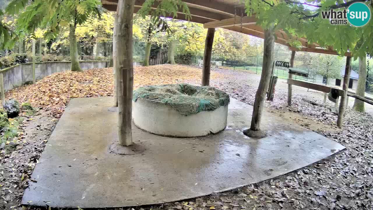 Camera en vivo Cebras in Ljubljana ZOO – Eslovenia