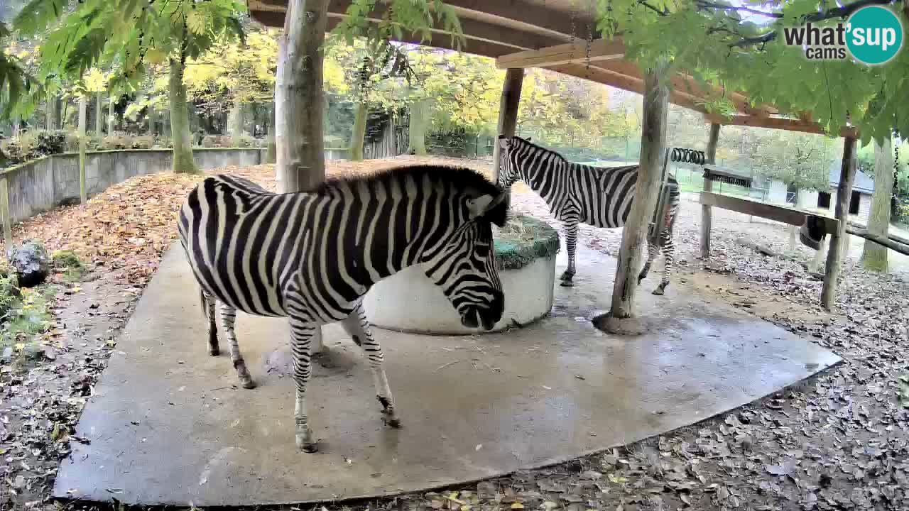 Live Webcam Zebras in Ljubljana ZOO – Slowenien
