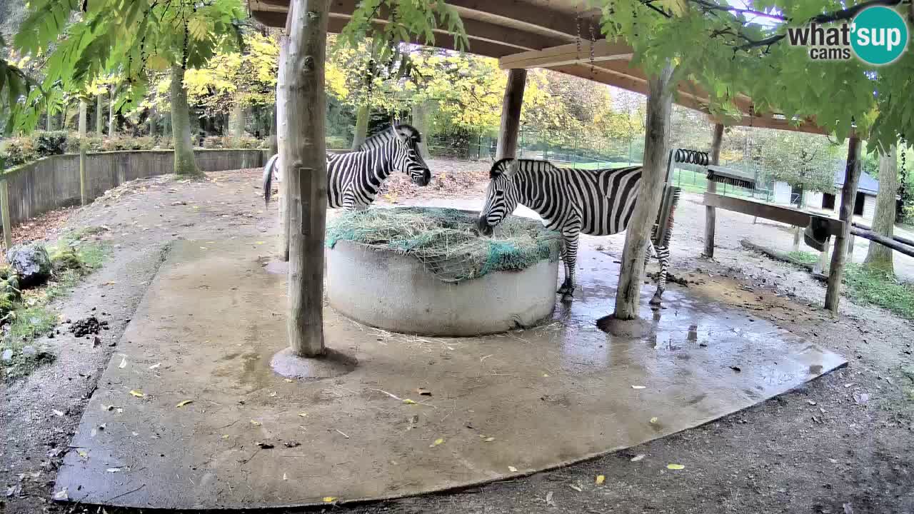 Live webcam Les zèbres in Ljubljana ZOO – Slovénie