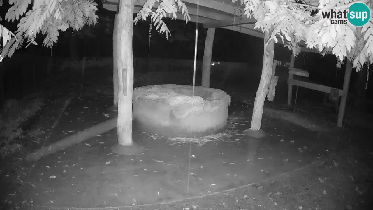 Live webcam Les zèbres in Ljubljana ZOO – Slovénie