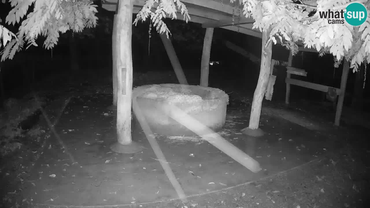 Live webcam Les zèbres in Ljubljana ZOO – Slovénie