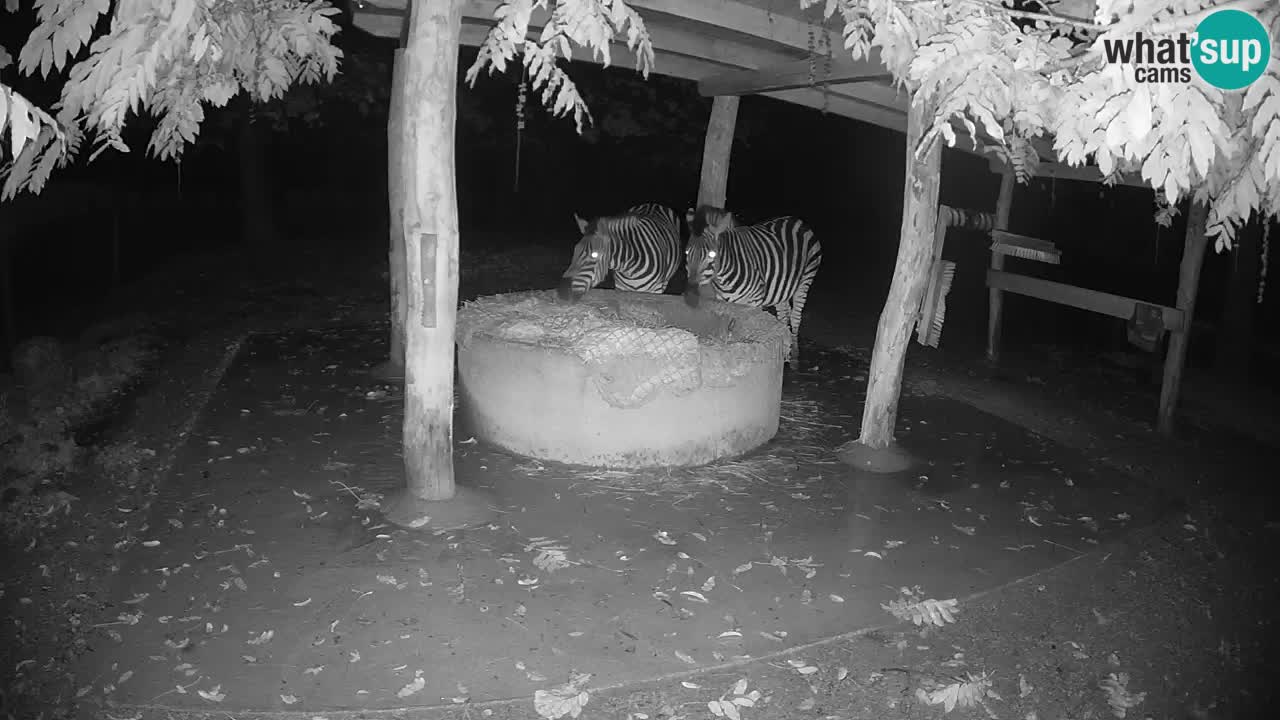 Live Webcam Zebras in Ljubljana ZOO – Slowenien