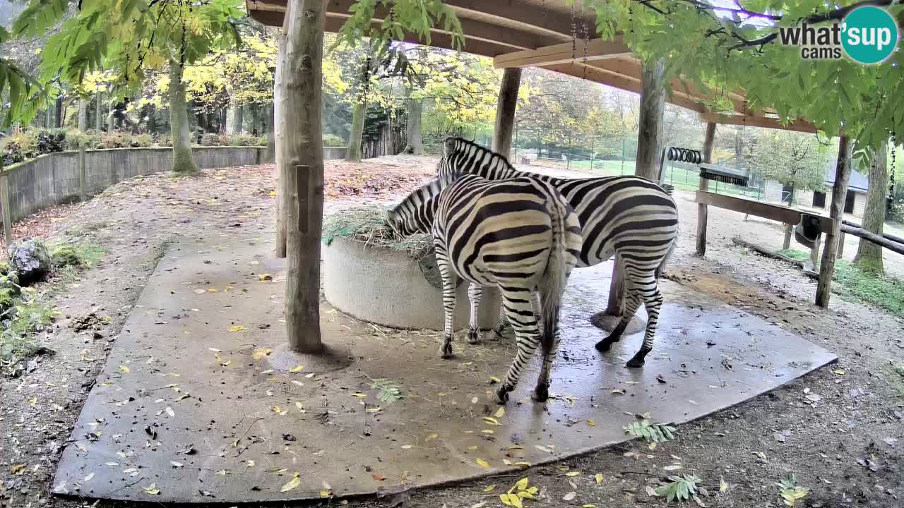 Le Zebre nello ZOO di Ljubljana – Slovenia Live webcam