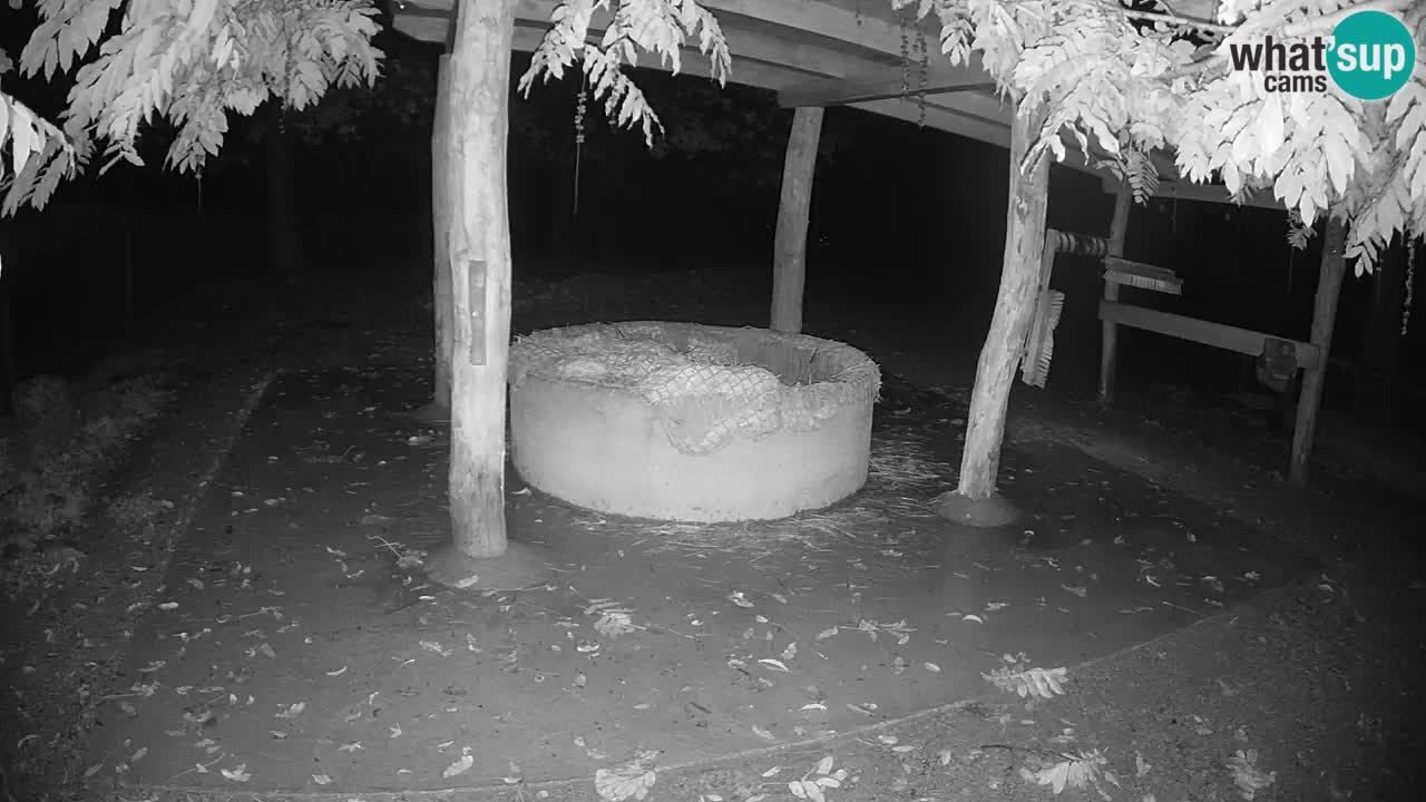 Live webcam Zebras in Ljubljana ZOO – Slovenia