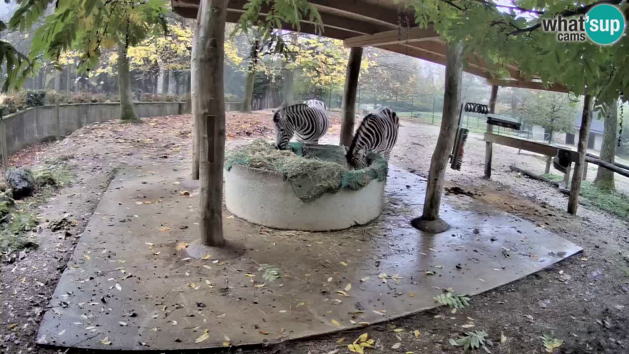 Live webcam Zebras in Ljubljana ZOO – Slovenia