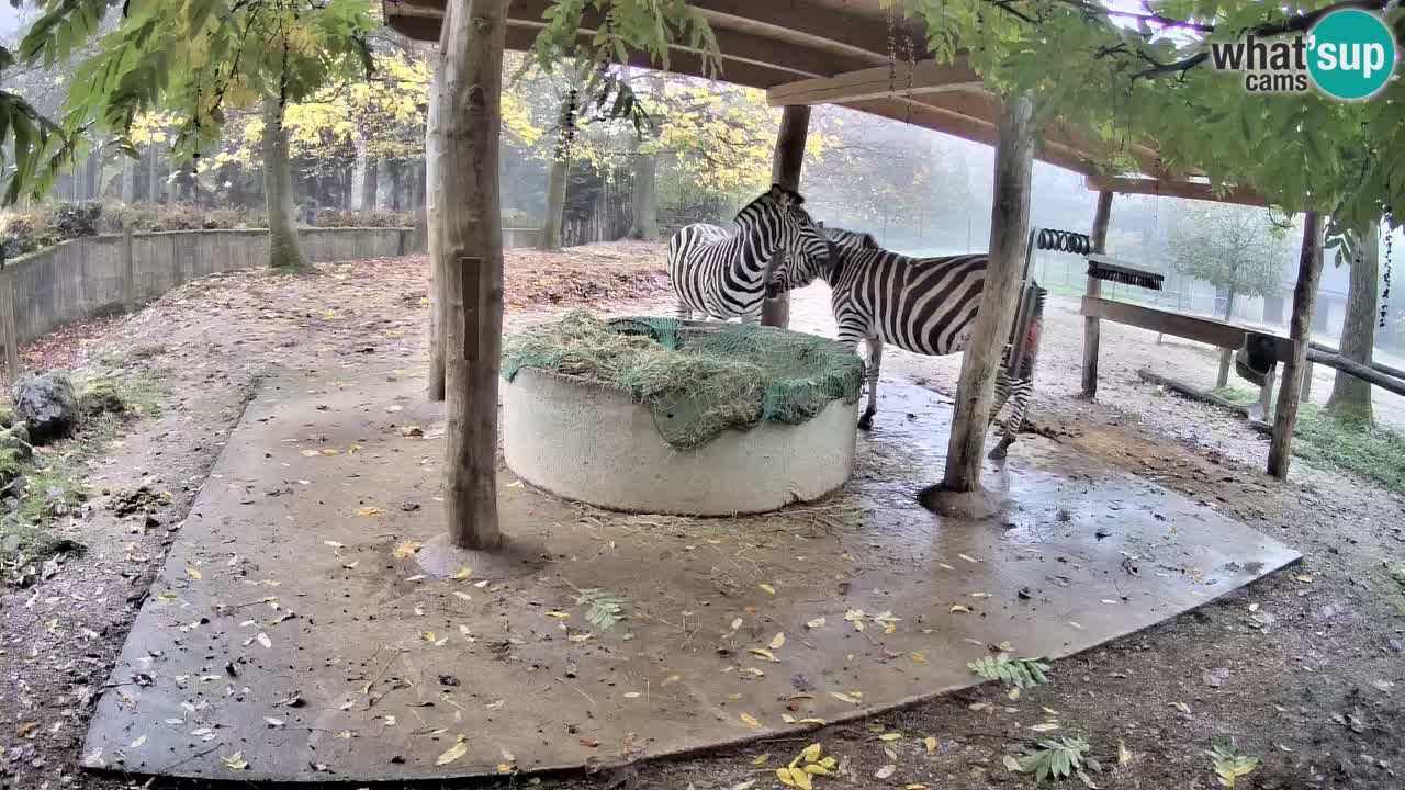 Live webcam Zebras in Ljubljana ZOO – Slovenia