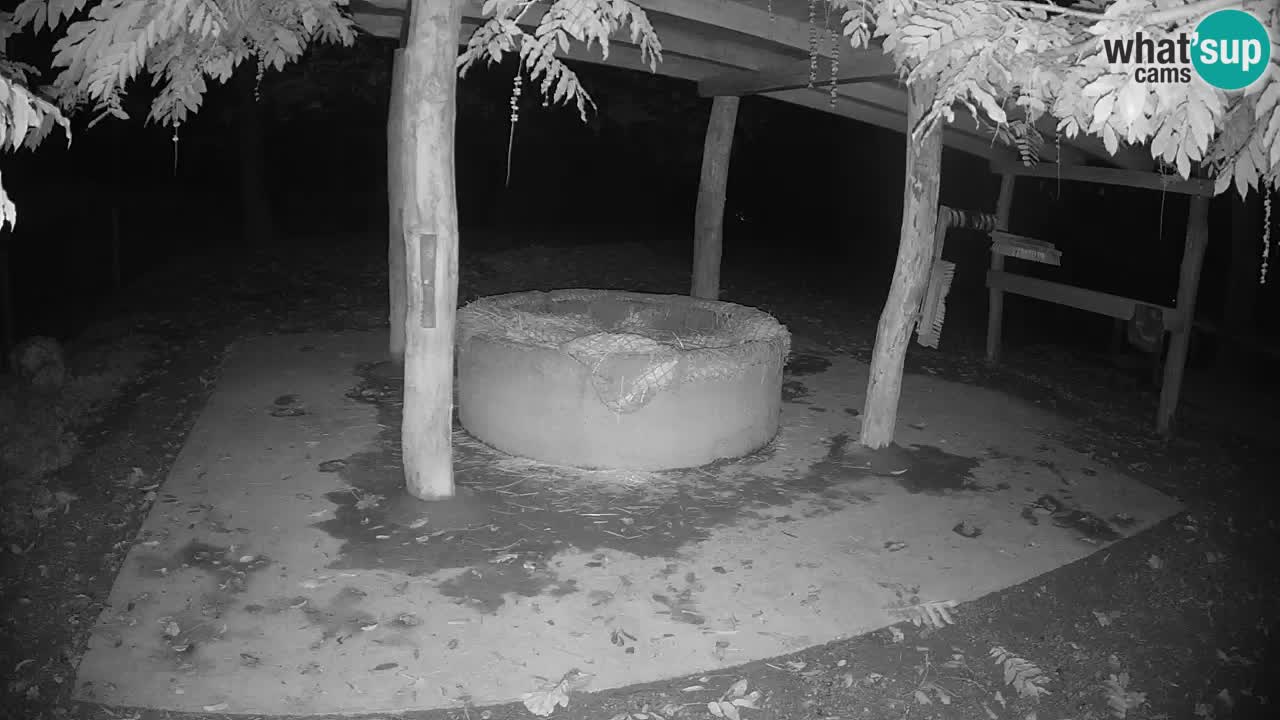 Le Zebre nello ZOO di Ljubljana – Slovenia Live webcam