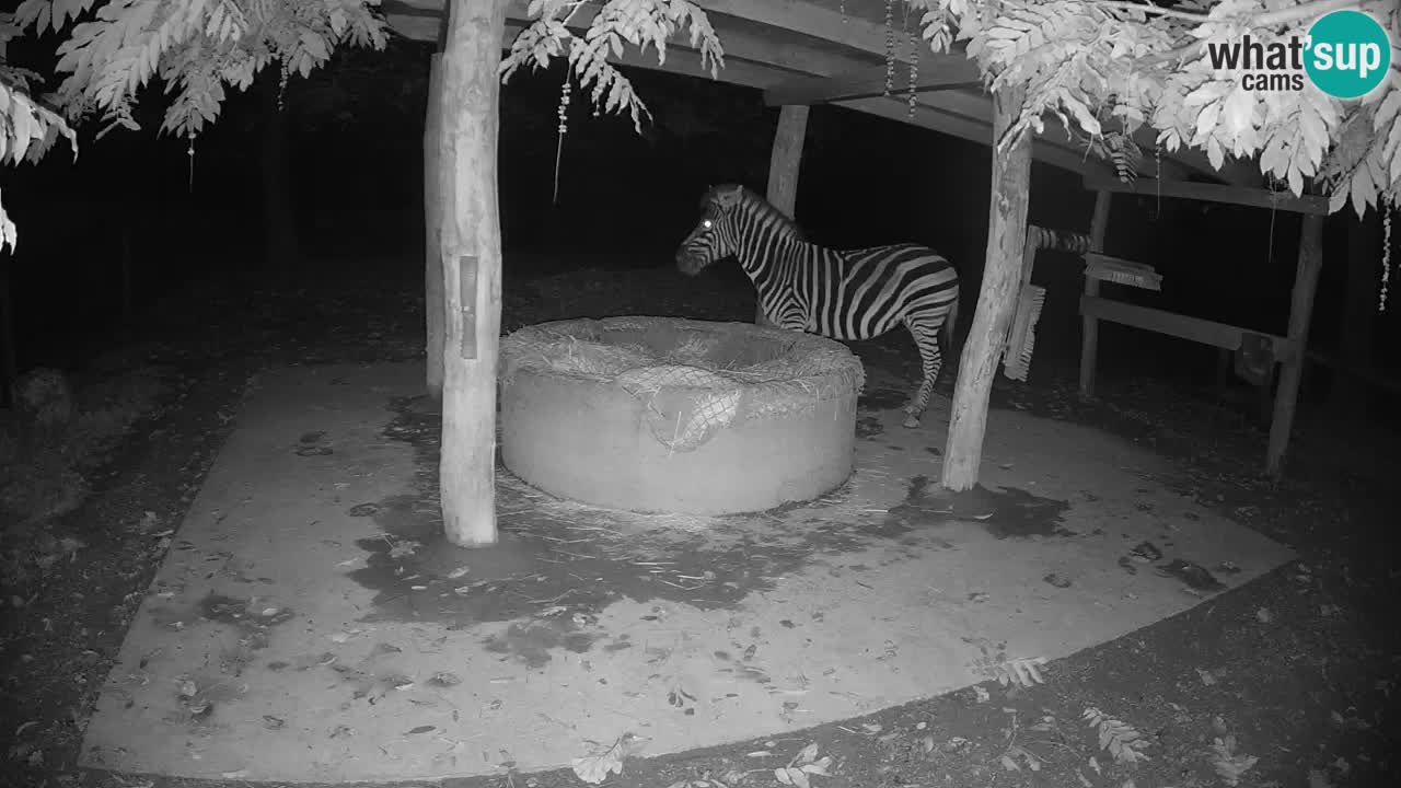 Zebre v živo v živalskem vrtu Ljubljana ZOO spletne kamere