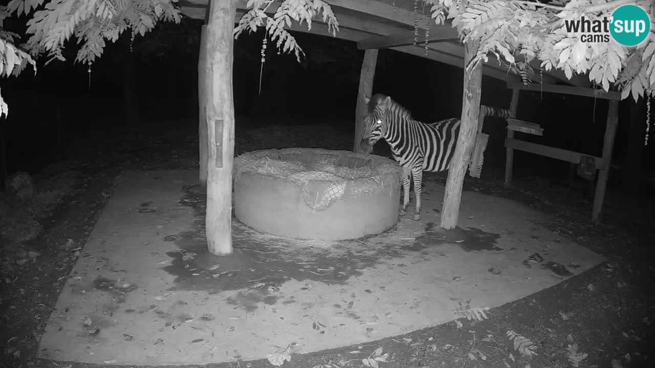 Web kamera uživo Zebras u ZOO Ljubljana – Slovenija