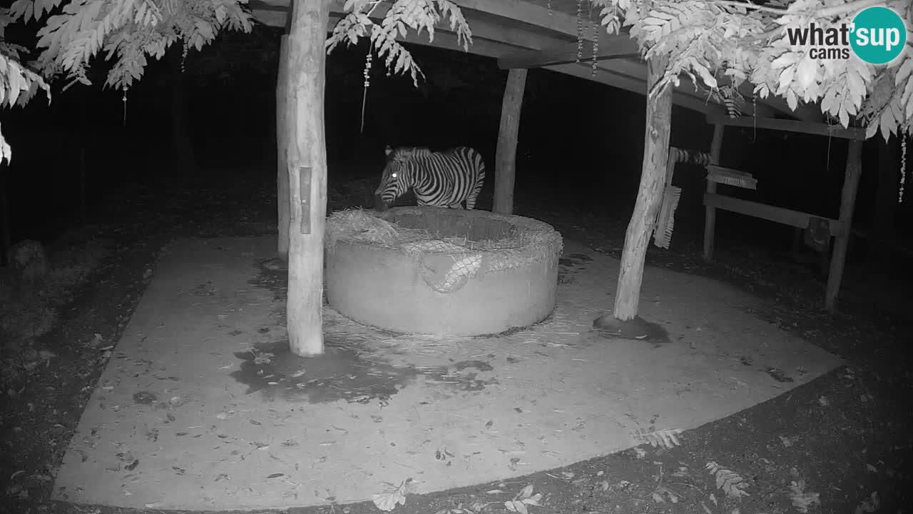 Live Webcam Zebras in Ljubljana ZOO – Slowenien