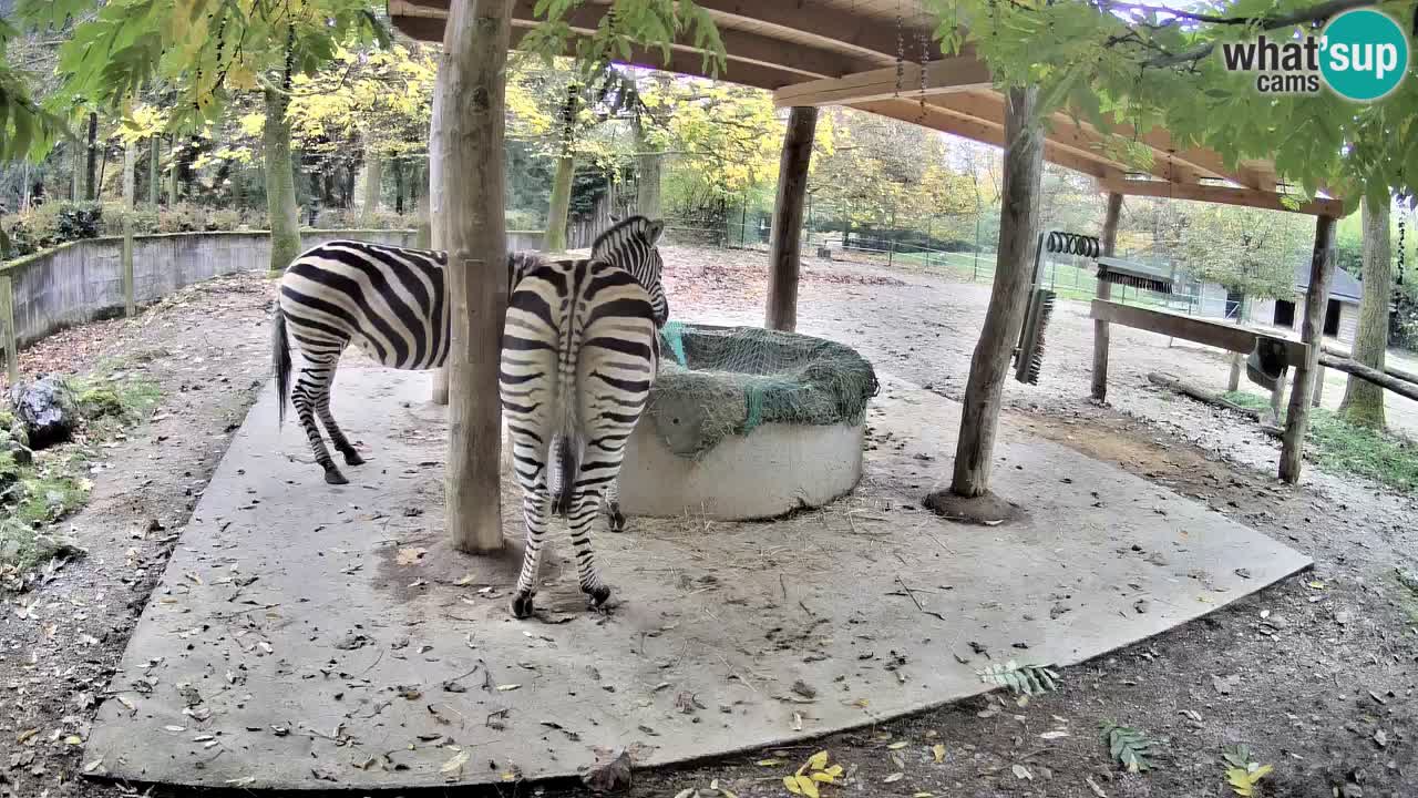 Live Webcam Zebras in Ljubljana ZOO – Slowenien