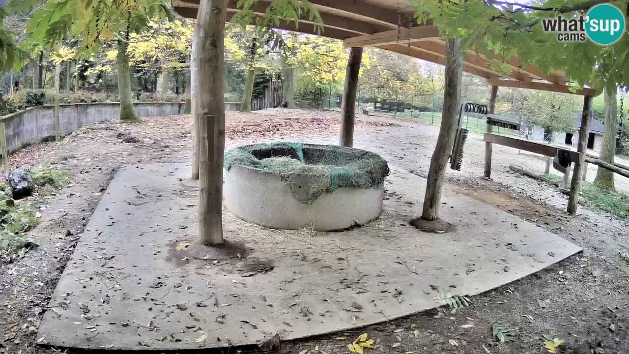 Le Zebre nello ZOO di Ljubljana – Slovenia Live webcam