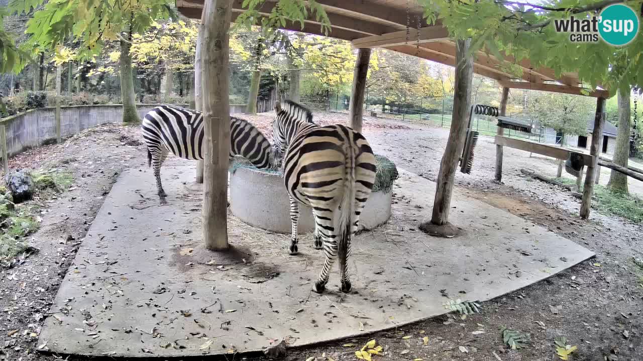Camera en vivo Cebras in Ljubljana ZOO – Eslovenia
