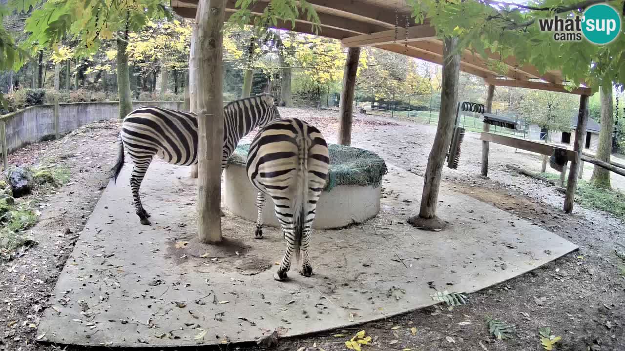Le Zebre nello ZOO di Ljubljana – Slovenia Live webcam