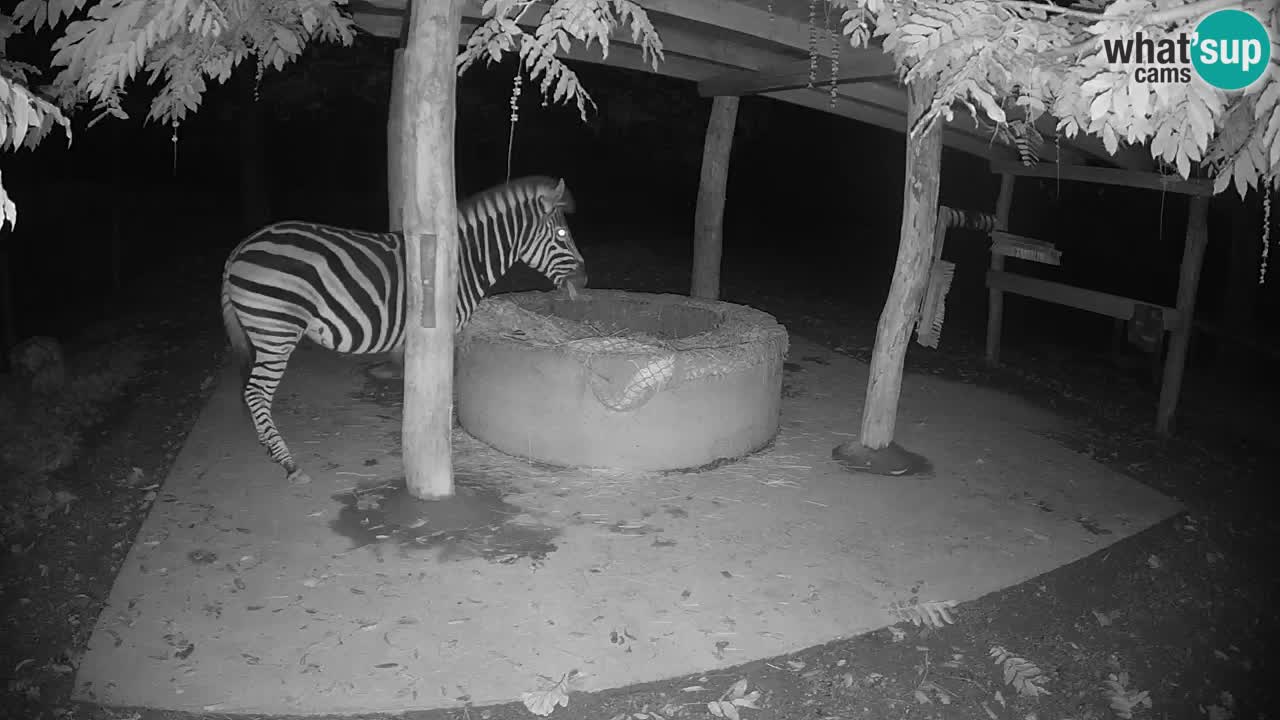 Live webcam Les zèbres in Ljubljana ZOO – Slovénie