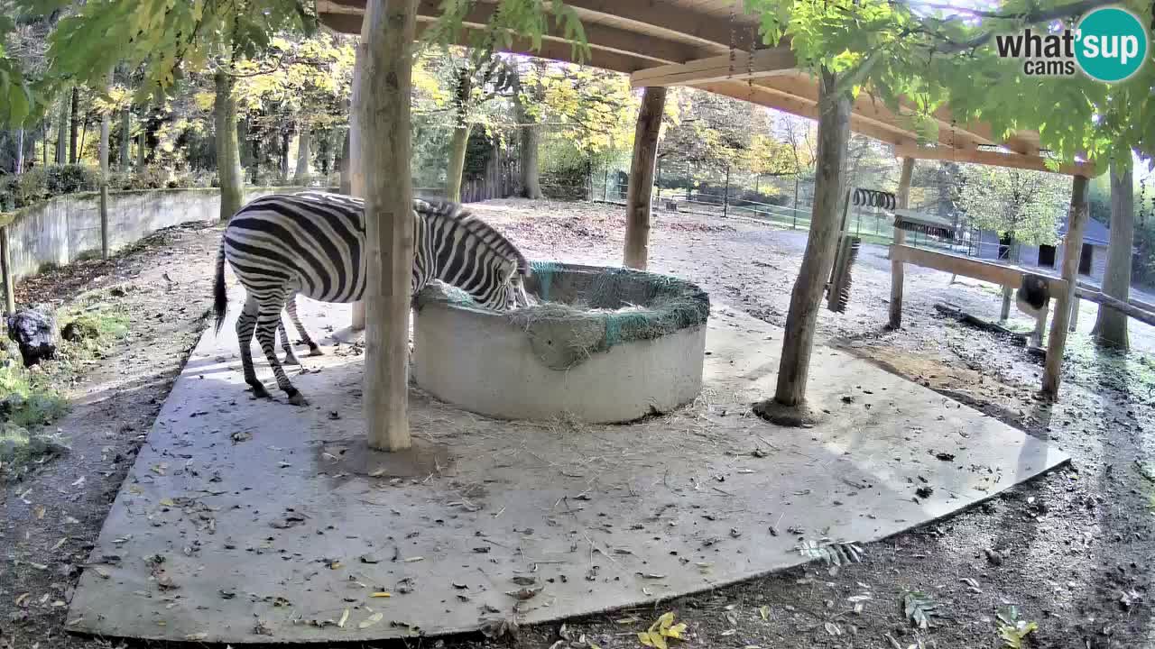 Live webcam Zebras in Ljubljana ZOO – Slovenia