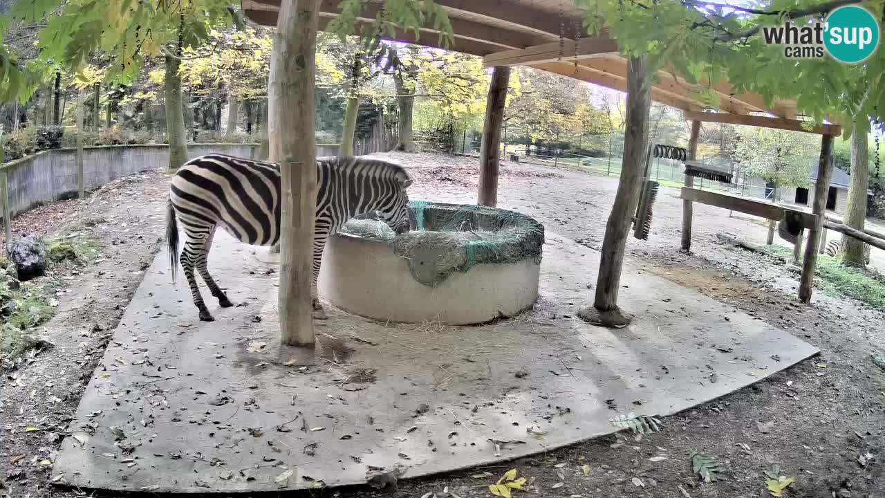 Le Zebre nello ZOO di Ljubljana – Slovenia Live webcam