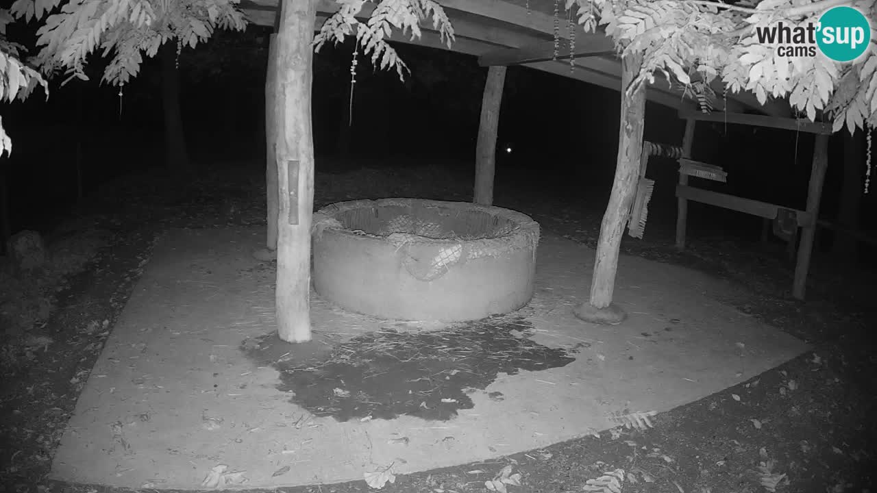 Le Zebre nello ZOO di Ljubljana – Slovenia Live webcam