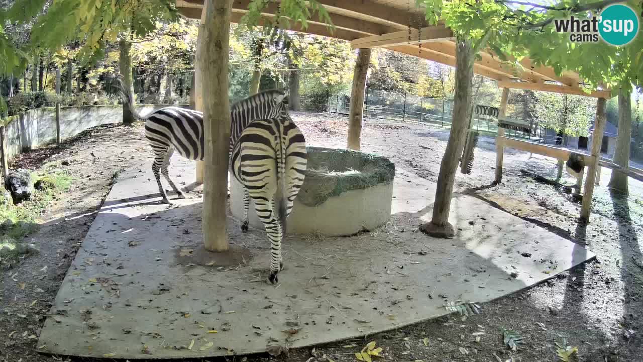 Camera en vivo Cebras in Ljubljana ZOO – Eslovenia