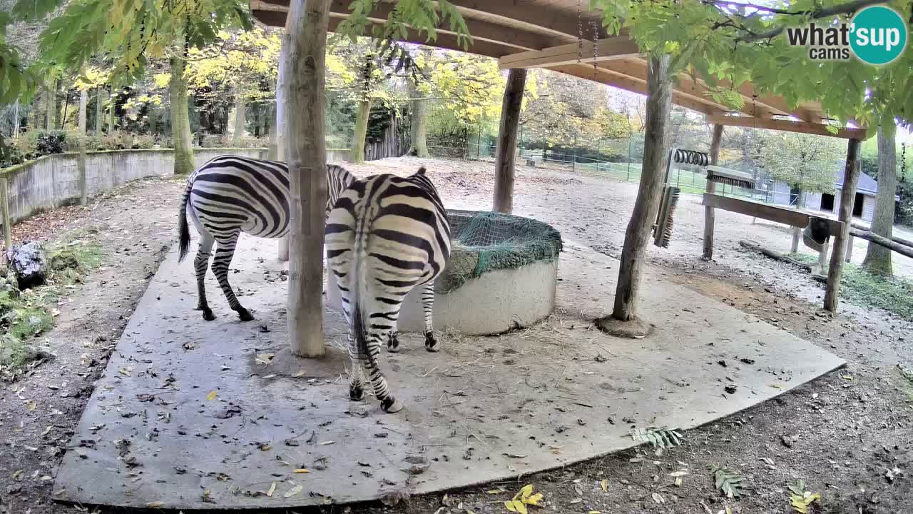 Live webcam Zebras in Ljubljana ZOO – Slovenia